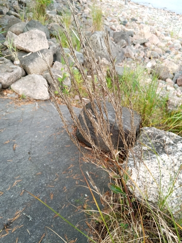 Barbarea stricta observed 2026-08-30