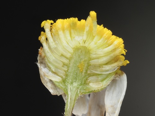 Chamaemelum nobile
