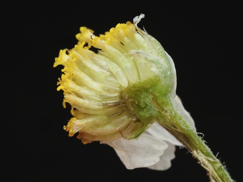 Chamaemelum nobile, photograph 1