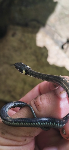 grass snake