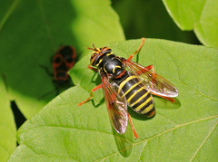 Spilomyia diophthalma