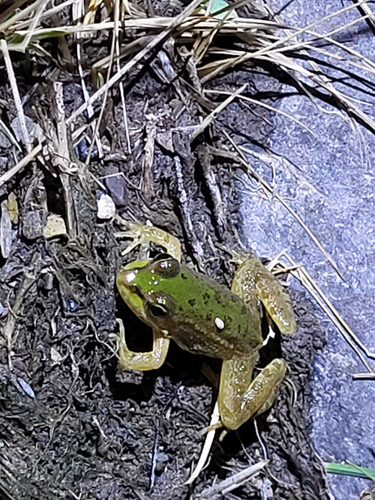 Iberian Green Frog