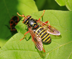 Spilomyia diophthalma