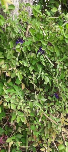 Blue Pea