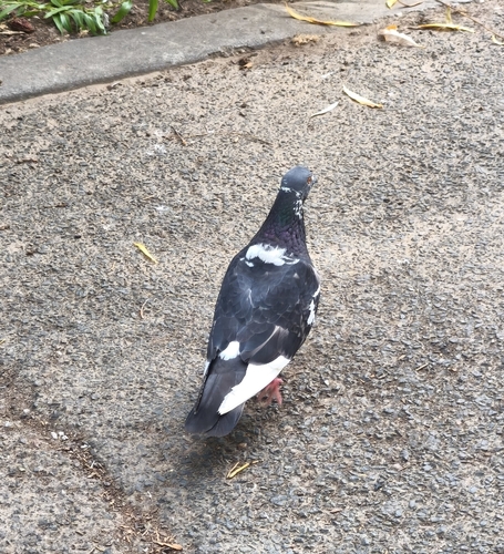 Feral Pigeon