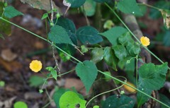 Sida cordata