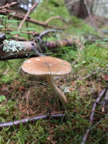 Tawny Grisette