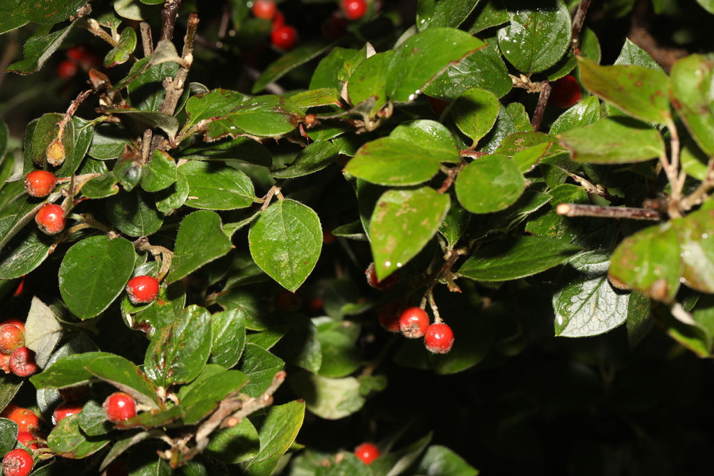 Cotoneaster simonsii; photograph author not stated, no rights reserved