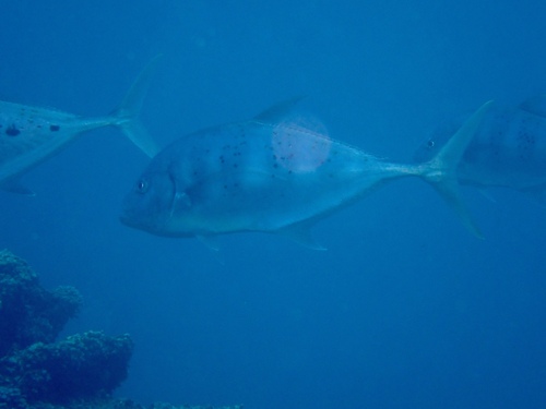 Carangoides fulvoguttatus observed 2026-08-30