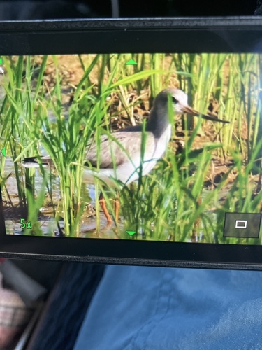 iNaturalist image