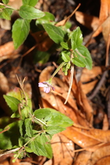 author not stated, no rights reserved Epilobium montanum, photograph author not stated, no rights reserved