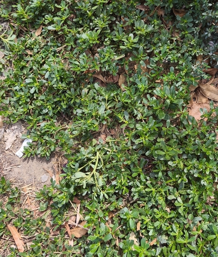 Common Purslane