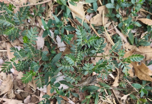 puncture vine