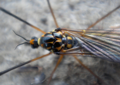 Nephrotoma pratensis