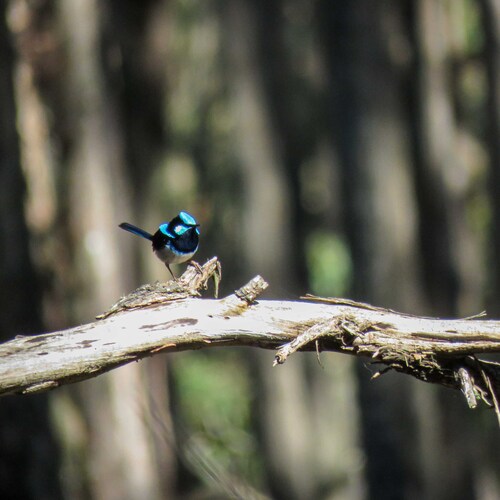 Superb Fairywren