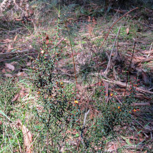 Daviesia ulicifolia ruscifolia