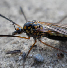 Nephrotoma pratensis