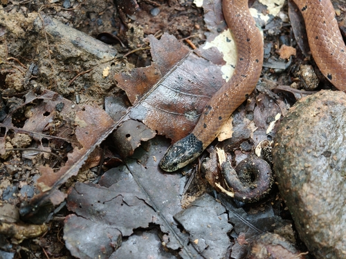 Small-spotted Coral Snake, Calliophis maculiceps