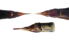 Nephrotoma pratensis