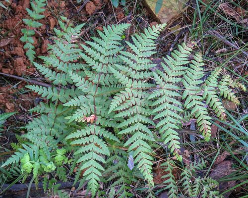 Water Fern