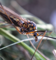 Nephrotoma pratensis