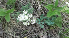 Thalictrum petaloideum