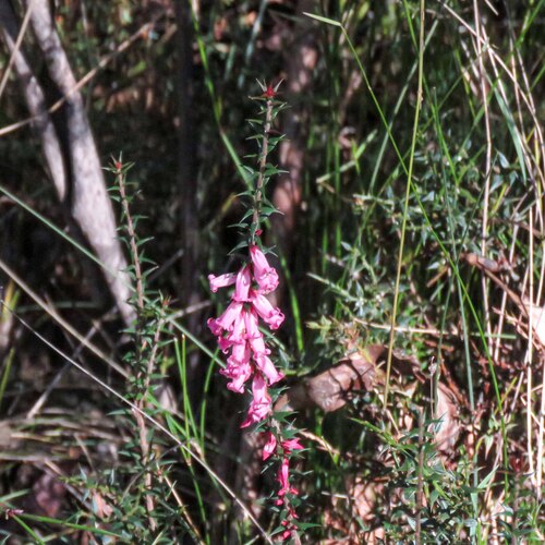 Common Heath
