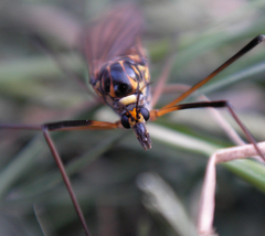 Nephrotoma pratensis