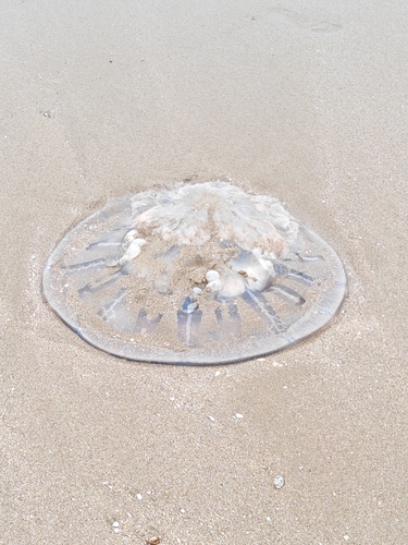 Rhopilema hispidum