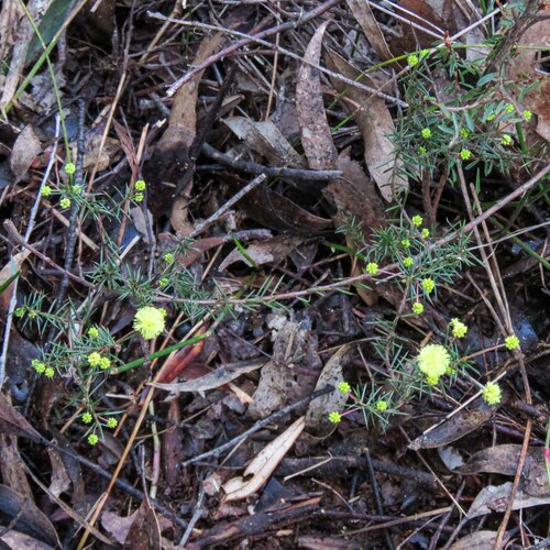Thin-leaf Wattle