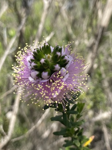 Kunzea praestans