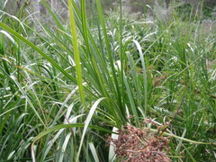 Cladium procerum