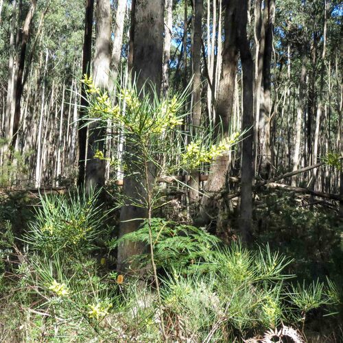 Acacia mucronata longifolia