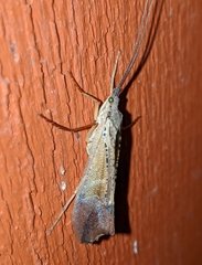 Nemotaulius hostilis