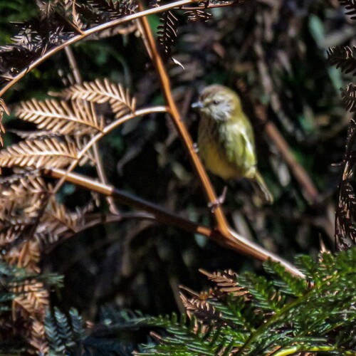 Striated Thornbill