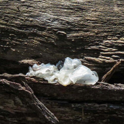 snow fungus