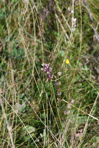 Allium carinatum, photograph 3