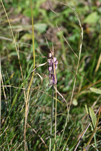 Allium carinatum, photograph 4