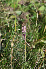 (c) Matteo Martini, some rights reserved (CC BY) Allium carinatum, photograph (c) Matteo Martini, some rights reserved (CC BY)