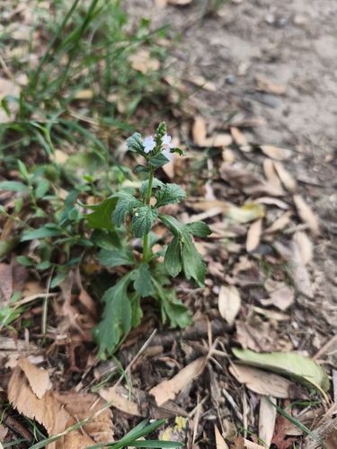 Common vervain