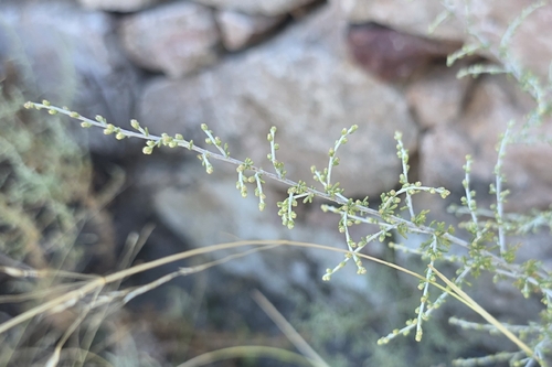Pyrenean Wormwood