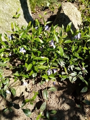 Vinca minor
