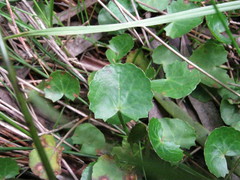 Centella cordifolia
