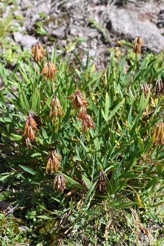 Trifolium alpinum, photograph 3