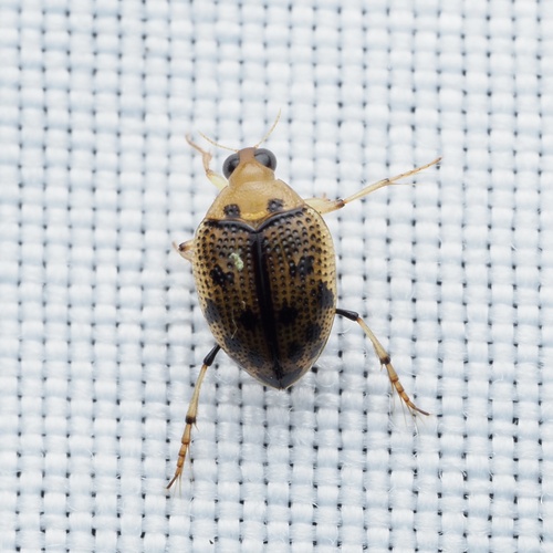 Peltodytes sexmaculatus photo 3