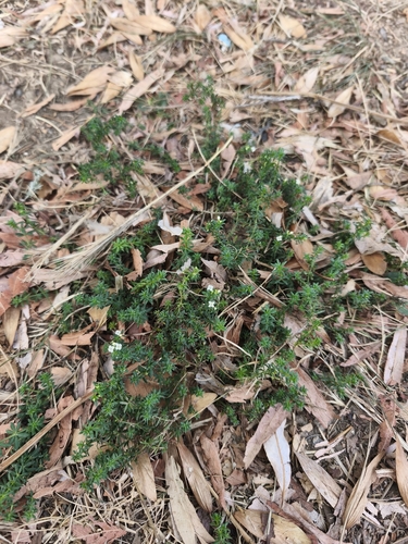Spreading Bedstraw
