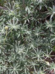 Lupinus excubitus austromontanus