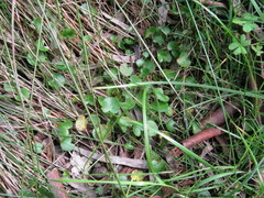 Centella cordifolia
