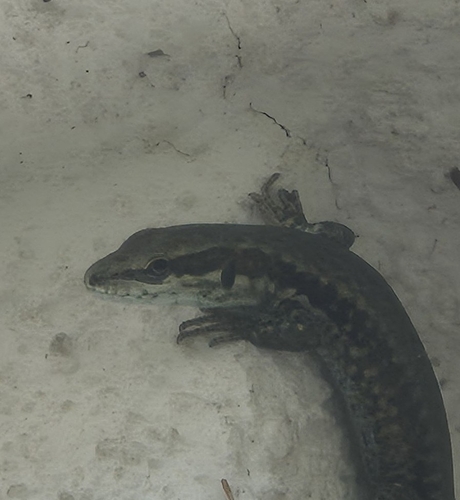 Common Wall Lizard