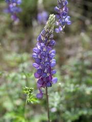 Lupinus excubitus austromontanus